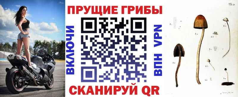 Псилоцибиновые грибы прущие грибы  Иннополис 